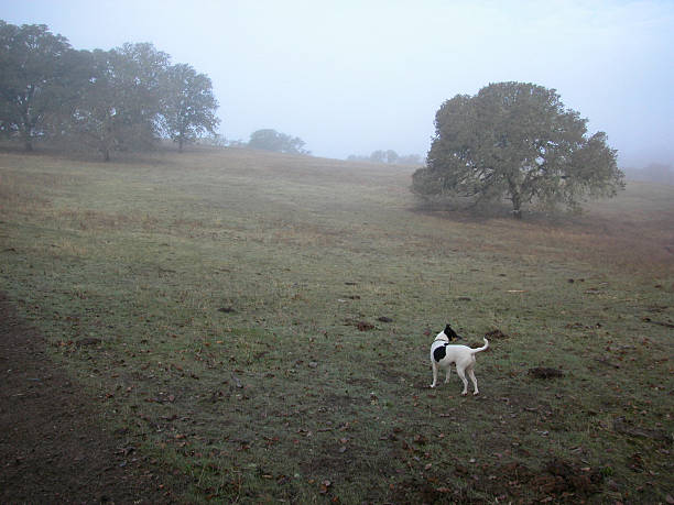 Look Homeward Angel Small dog, big ranch. homeward stock pictures, royalty-free photos & images