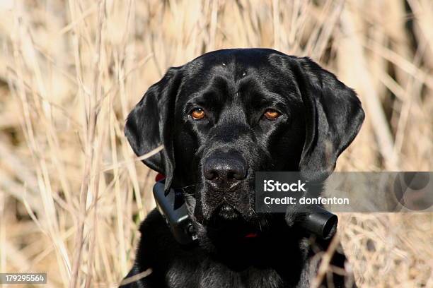 Perro Cazador Es De Negocios Foto de stock y más banco de imágenes de Caza - Caza, Labrador negro, Alerta