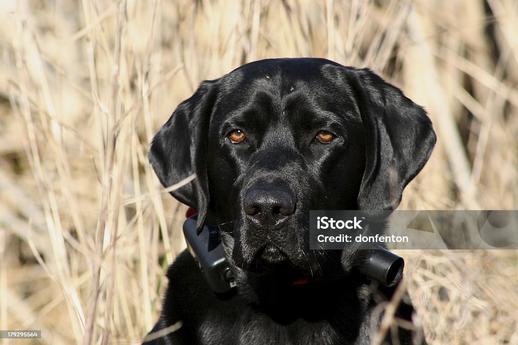 Chien de chasse est les affaires - Photo de Labrador noir libre de droits