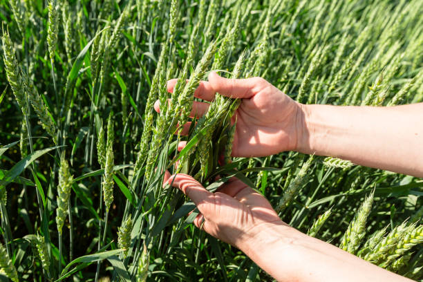 istock Close-up of hand touching wheat on field . 1792956068