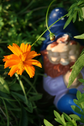 Sleeping gnome in flower bed