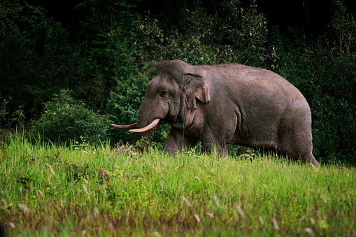 full body of wild elephant in khao yai national park thailand,,khaoyai is one of important natural sanctuary of south east asia
