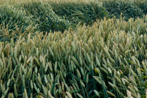 Wheat field in the wind