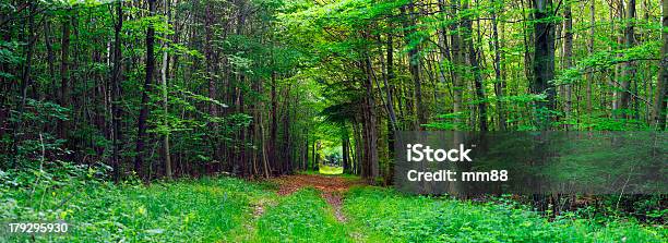 Bosque De Mixtos Foto de stock y más banco de imágenes de Aire libre - Aire libre, Alemania, Anochecer