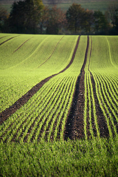 primera verde sobre un campo de primavera - ackerfurchen fotografías e imágenes de stock