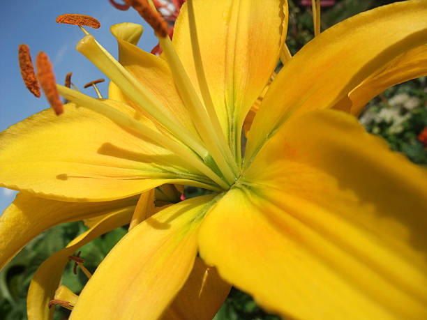 istock yellow flower closeup 179296087