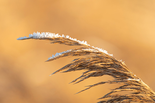 Reed covered in frost during a cold winter day in the Weerribben-Wieden nature reserve in Overijssel, Netherlands.