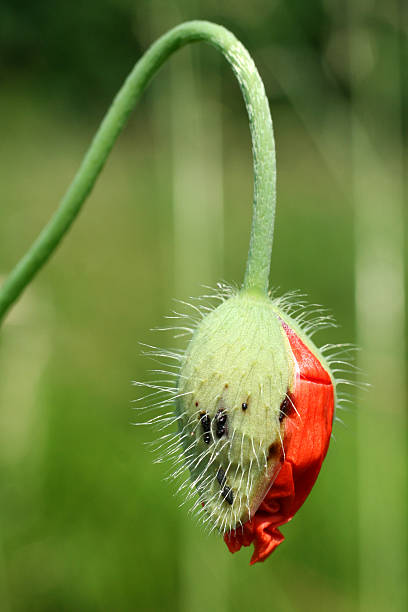 Hanging poppy seed stock photo