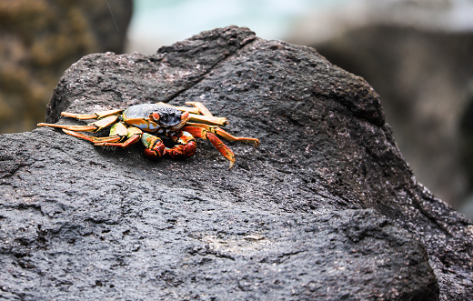 colorful crab on a rock in Masoala, Madagascar