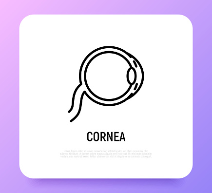 Cornea thin line icon. Structure of human eye. Ophthalmology. Vector illustration.