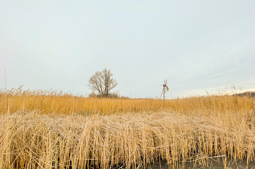 Yellow reed along the edge of a lake in sunlight in winter in the natural park Oostvaardersplassen in Almere, Flevoland, The Netherlands, Februari 7, 2020