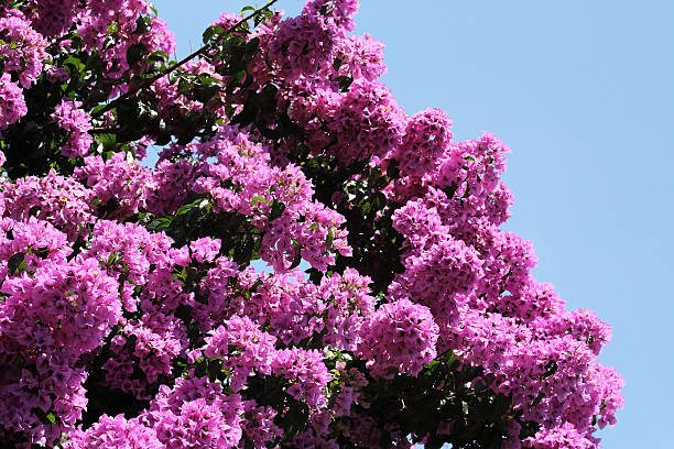 Glory Purple Tree stock photo