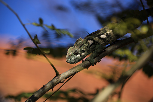 chameleon on a branch with red-blue background