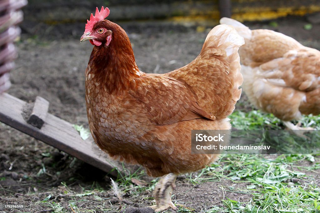 hen home farm animals - one brown hen Agriculture Stock Photo