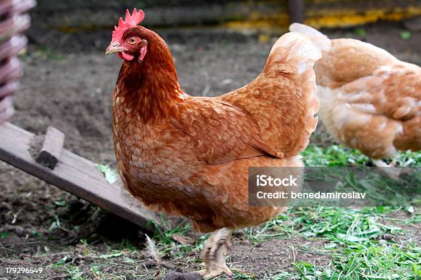 Hen Stock Photo - Download Image Now - Agriculture, Animal, Bird