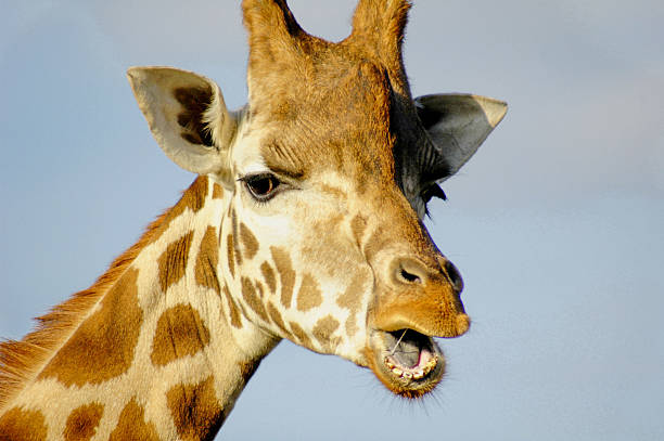 istock Give Me A Kiss 179296608