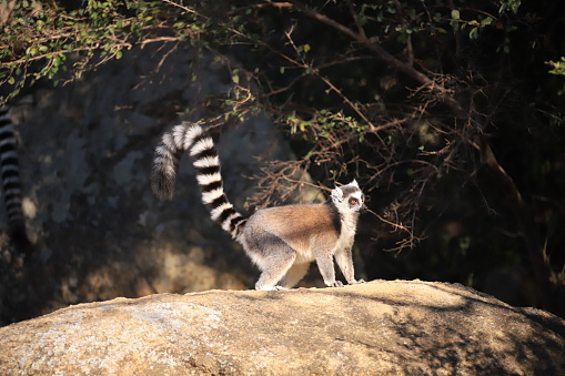 wild madagascar lemurs in their natural habitat