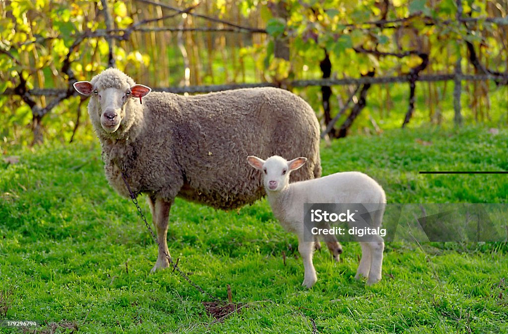 Ovelhas e cordeiros - Royalty-free Animal Foto de stock