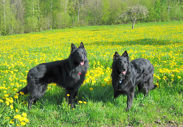 230+ Belgian Sheepdog Groenendael Stock Photos, Pictures & Royalty-Free Images - iStock