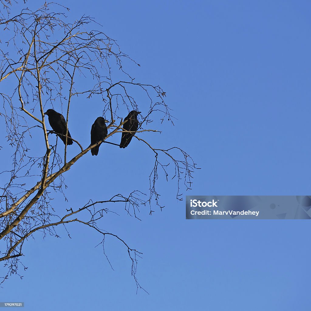 Three Crows Three crows perched in a tree against a blue sky. Animal Stock Photo