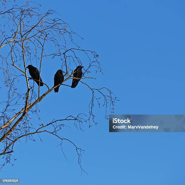 Three Crows Stock Photo - Download Image Now - Animal, Bird, Black Color