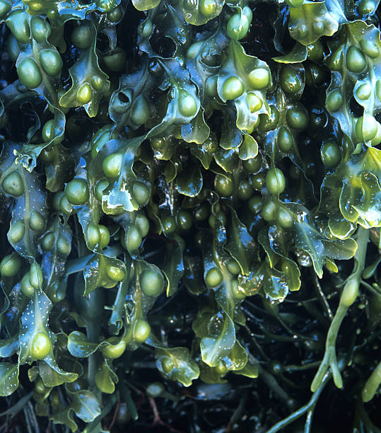 Bladder wrack seaweed Fucus vesiculosus "A close up of bladderwrack seaweed (Fucus vesiculosus) shot on the shore of the isle of Harris. Also known by the common names black tang, rockweed, bladder Fucus, sea oak, black tany, cut weed and rock wrack. In the 1860s, it was claimed that bladder wrack, as a thyroid stimulant, could counter obesity by increasing the metabolic rate and, since then, it has been featured in numerous weight-loss remedies." cut weed stock pictures, royalty-free photos & images