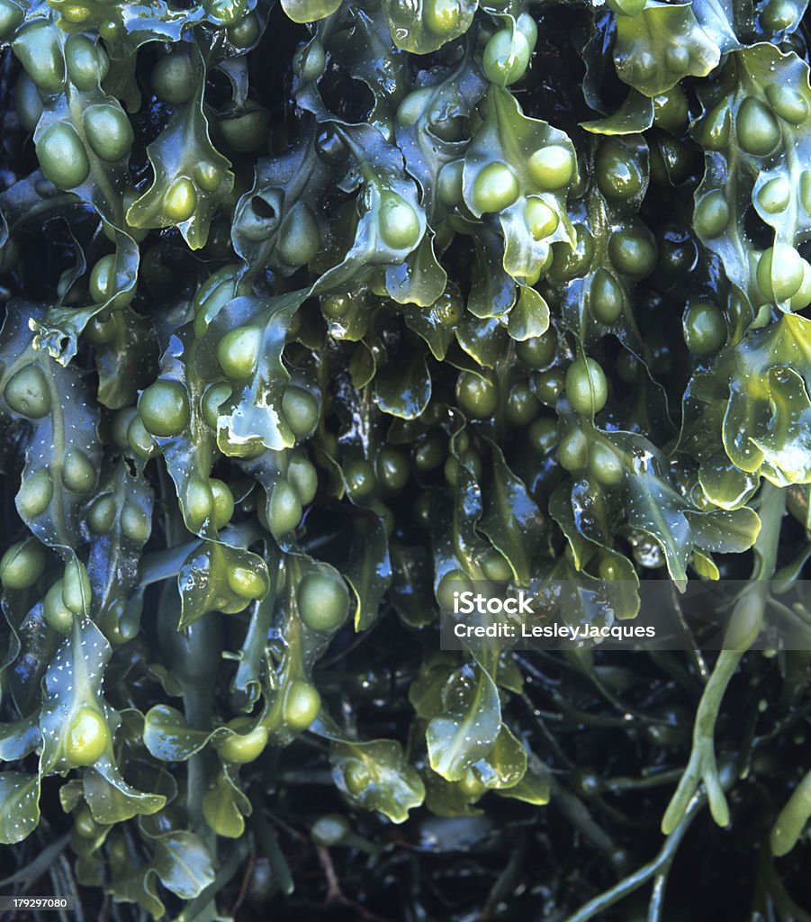 Bexiga wrack Alga marinha Fucus vesiculosus - Royalty-free Fucus Vesiculosus Foto de stock