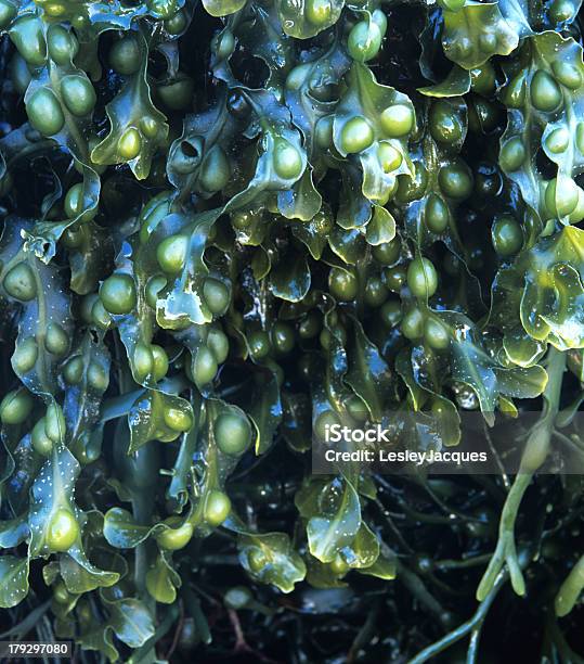 Bexiga Wrack Alga Marinha Fucus Vesiculosus - Fotografias de stock e mais imagens de Fucus Vesiculosus - Fucus Vesiculosus, Alga, Alga de grande porte