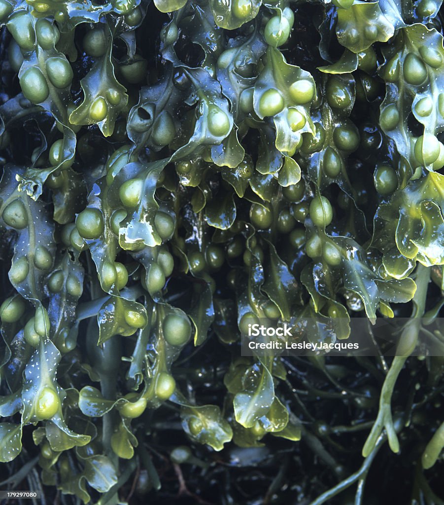 Пузырь wrack Fucus vesiculosus водоросли - Стоковые фото Fucus Vesiculosus роялти-фри
