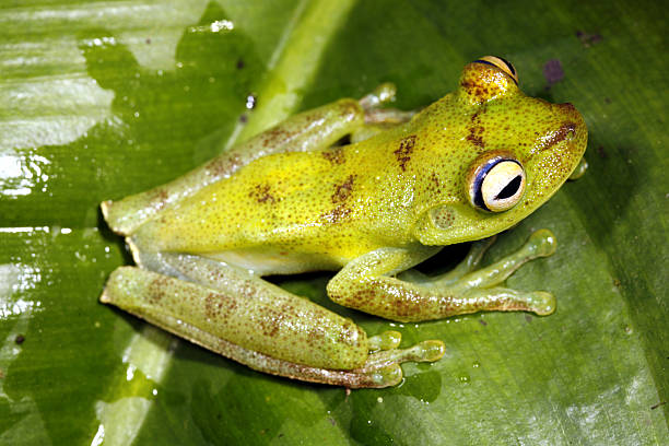 istock green tree frog Hypsiboas pellucens 179297106