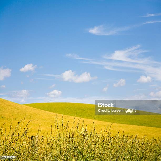 Paisaje De Verano De Nueva Zelanda Foto de stock y más banco de imágenes de Abstracto - Abstracto, Agricultura, Aire libre