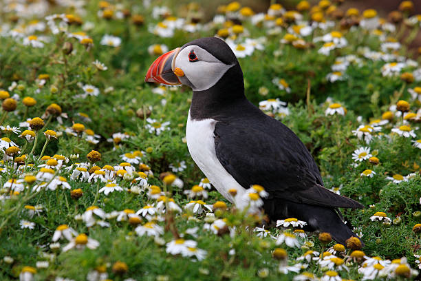 comical puffin on Skomer island stock photo