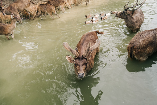 Flock of deer at a forest lake in a wildlife habitat