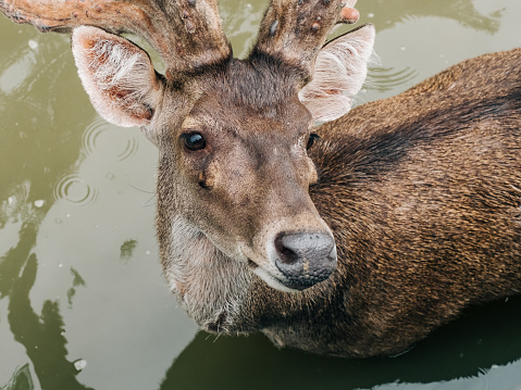 Peaceful deer standing in a dirty brown water