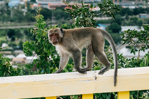 Macaque at the street of Thailand city