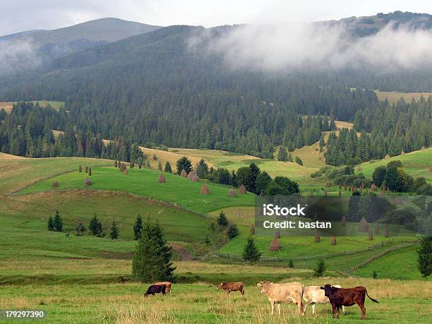 Foto de Vacas E Colinas e mais fotos de stock de Agricultura - Agricultura, Ajardinado, Animal