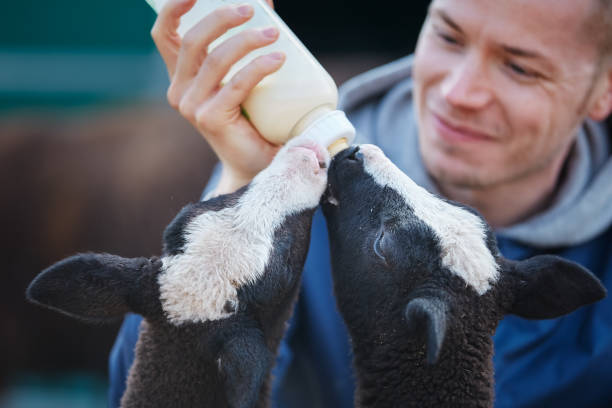 istock Farmer feeding lambs with milk from baby bottle 1792973925