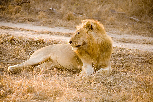 Male African Lion Resting stock photo