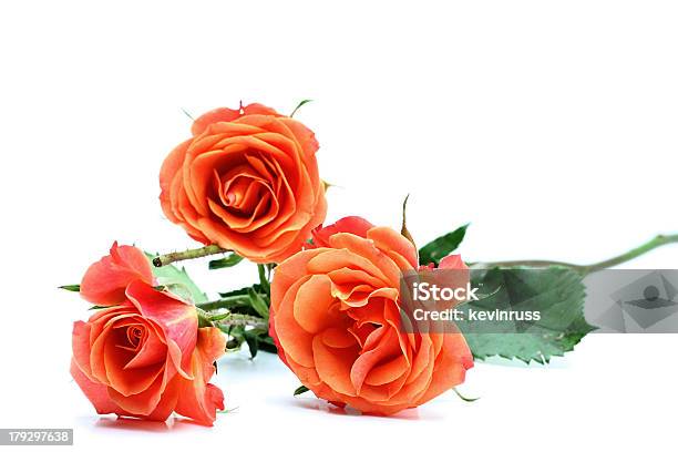 Photo libre de droit de Trois Roses Sur Fond Blanc banque d'images et plus d'images libres de droit de Amour - Amour, Beauté, Blanc