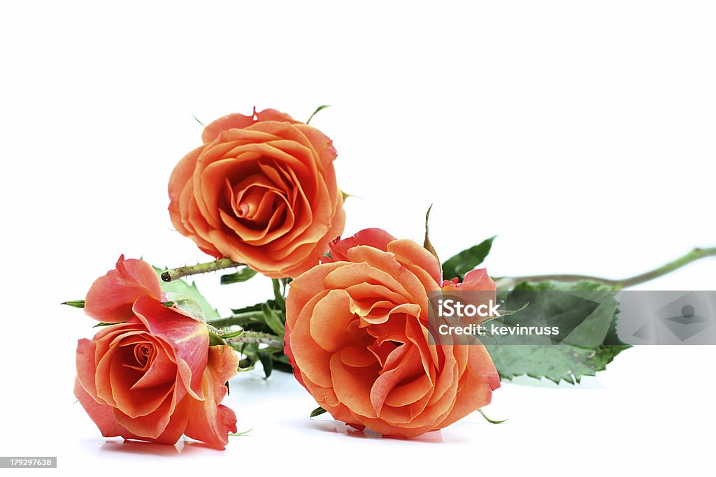 Três rosas contra fundo branco - Royalty-free Amor Foto de stock