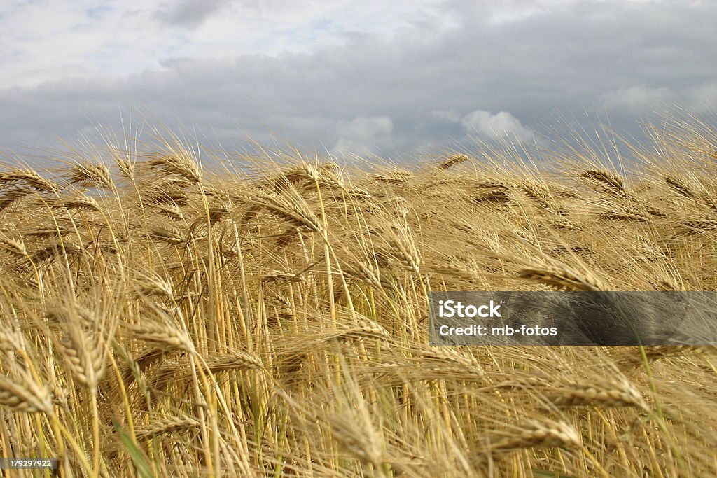 Corn field Mature barley Agriculture Stock Photo