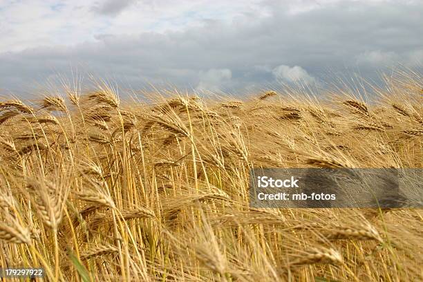 Corn Field Stock Photo - Download Image Now - Agriculture, Barley, Cereal Plant