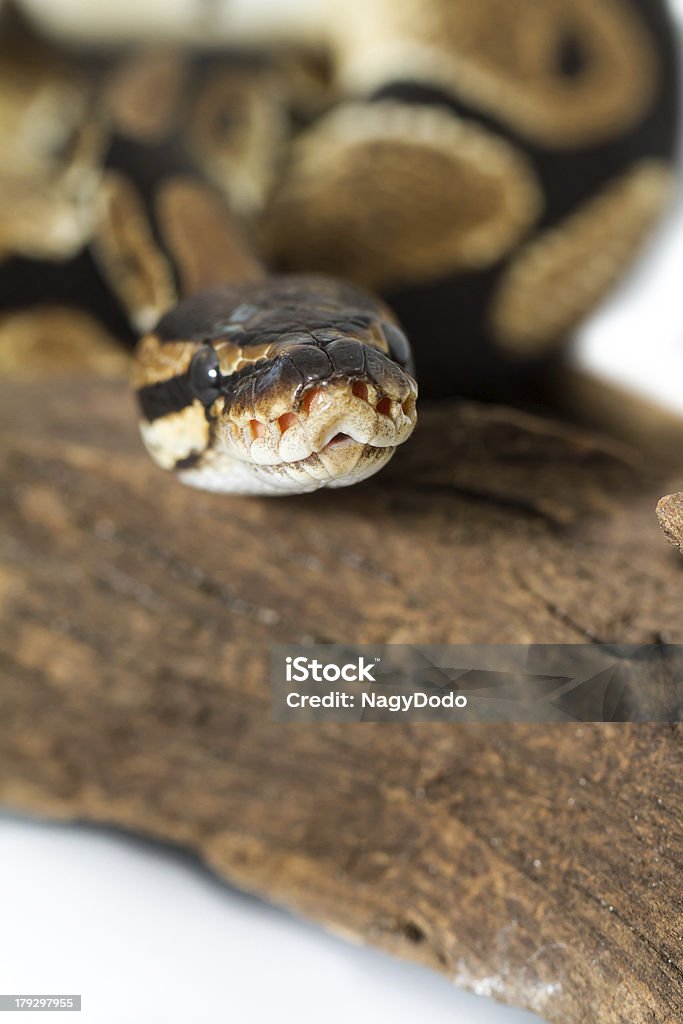 Bola Python close up (Python Regius) - Foto de stock de Abrigo de Jardim royalty-free