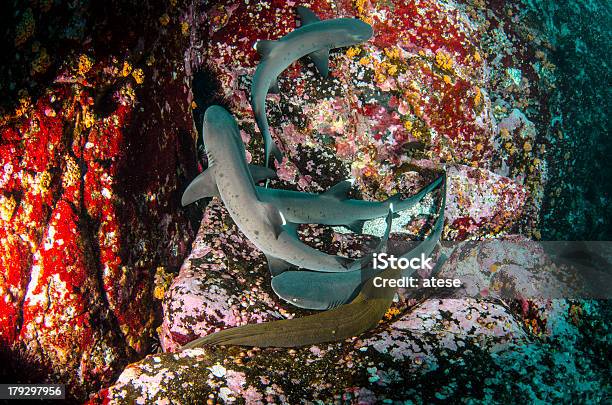 Squali Pinna Bianca - Fotografie stock e altre immagini di Acqua - Acqua, America Latina, Anguilla di mare