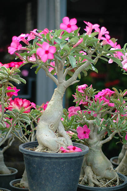 istock Bonsai tree with pink Cherry Blossom flowers 179298022