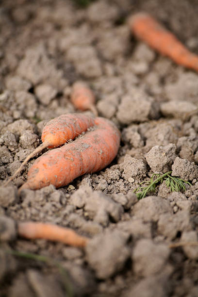 zanahorias en un campo después de la cosecha - ackerfurchen fotografías e imágenes de stock