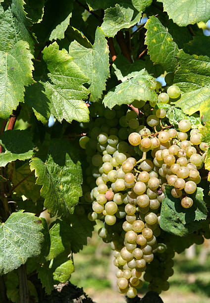 raisin - berry fruit green nature fruit photos et images de collection