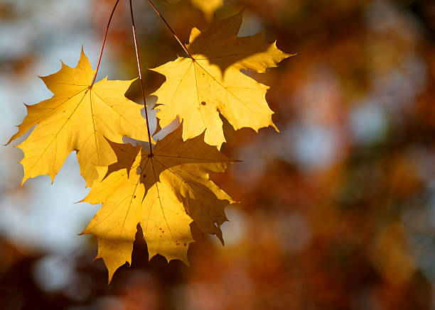 istock Group of three autumn leaves 179298479