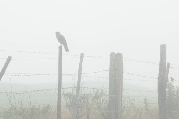 istock hawk on a fence in the fog 1792985162