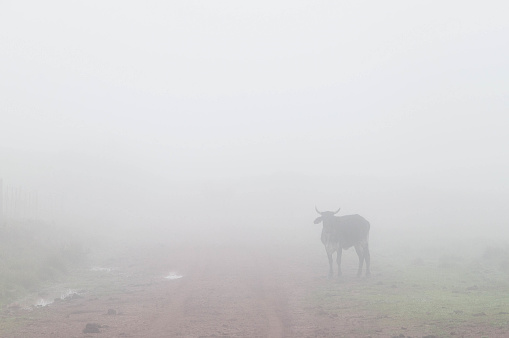 Cow in a foggy field in the countryside in the morning.